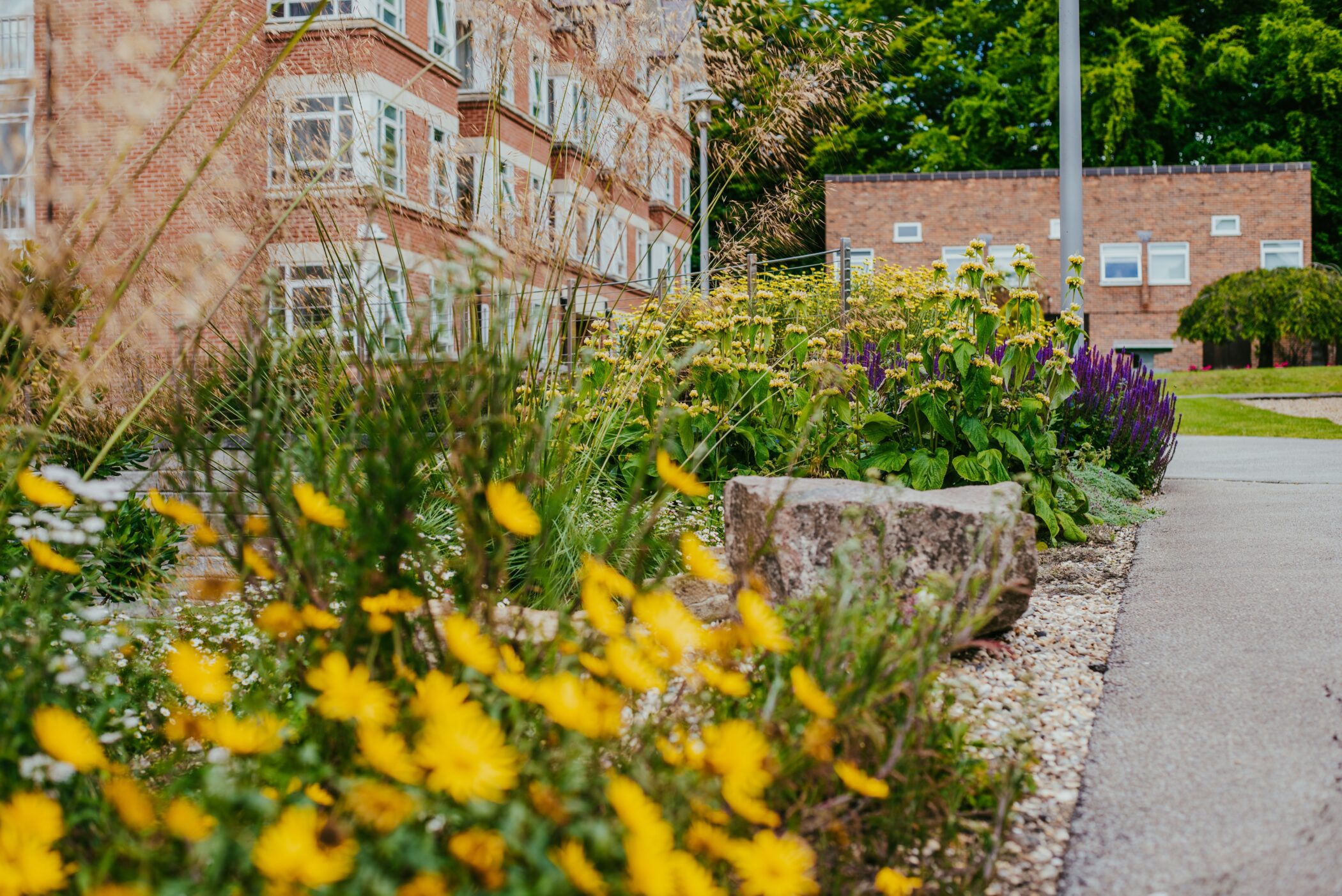 Flowers in borders outside Brian Heap